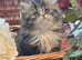 Beautiful fluffy Persian kittens
