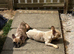 2 x kc french bulldogs