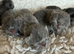 Exotic Shorthair Kittens For Sale