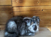 Maine Coon kittens last girl available