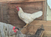 White chicken
