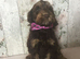 Mini doodle ( cockapoo in size )