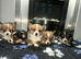 Kc Pembroke corgi puppies