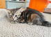 4 gorgeous kittens for sale
