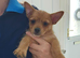1 xYorkshire terrier x Pomeranian