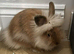 Rabbit run & Very friendly Gorgeous lionhead young rabbit