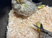Hand reared Cockatiels
