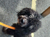 5 year old toy poodle female