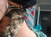 5 beautiful fluffy kittens looking for loving homes