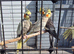 Healthy Cockatiels For Sale – Proven Breeders