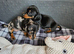 Dachshund puppies