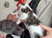 Tabby white 8 wk old girl