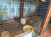 Group of Standard size 4 hens and one male  7 weeks old and been living together &pound;45 the group