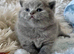 STUNNING PEDIGREE BRITISH SHORTHAIRS
