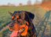 Beautiful boy rottie