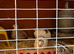 Jumbo coturnix quail