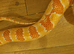 Male Anery Corn Snake Proven Breeder approx 3.5 years old.
