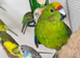2 Kakarikis
