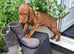 KC Registered Hungarian Vizsla Puppies