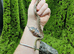 Baby Japanese Rat Snakes For Sale