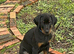 PSA  Anubis grandchildren  Vali X Cardi