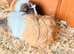 Small male Rabbit and two Guinea Pigs available
