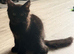 Maine coon kitten