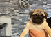 Pug stud