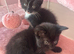 Female kittens