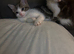 Gorgeous half bengal kittens for sale