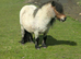 Registered standard shetland mare