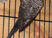 3 male black wings