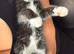 Gorgeous female kitten