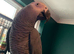 North Dorset Parrot Rescue / Sanctuary