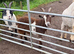 3 wether pet goats