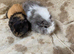 Female Baby Guinea Pigs for Sale