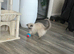 7 month old ragdoll