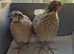 2 Italian quail