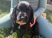 Working cocker spaniel puppy’s