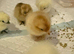 Silkie chicks for sale
