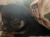Tiny chihuahua boys
