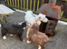 Beautiful Bearded Collie Puppies