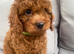 Cavapoo male puppies ready for new homes