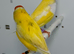 Yellow Gouldian finches for sale