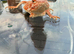 Bearded Dragons juvenile. - called Leg Less.