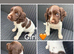 Springer Spaniel puppies