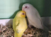 Beautiful pair parrolets