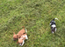 Jack russel
