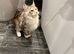 Tica Active / Health Tested Male and Female