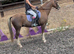 Fab allround pony